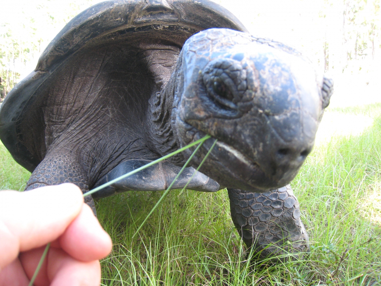 ALDABRA BREEDER