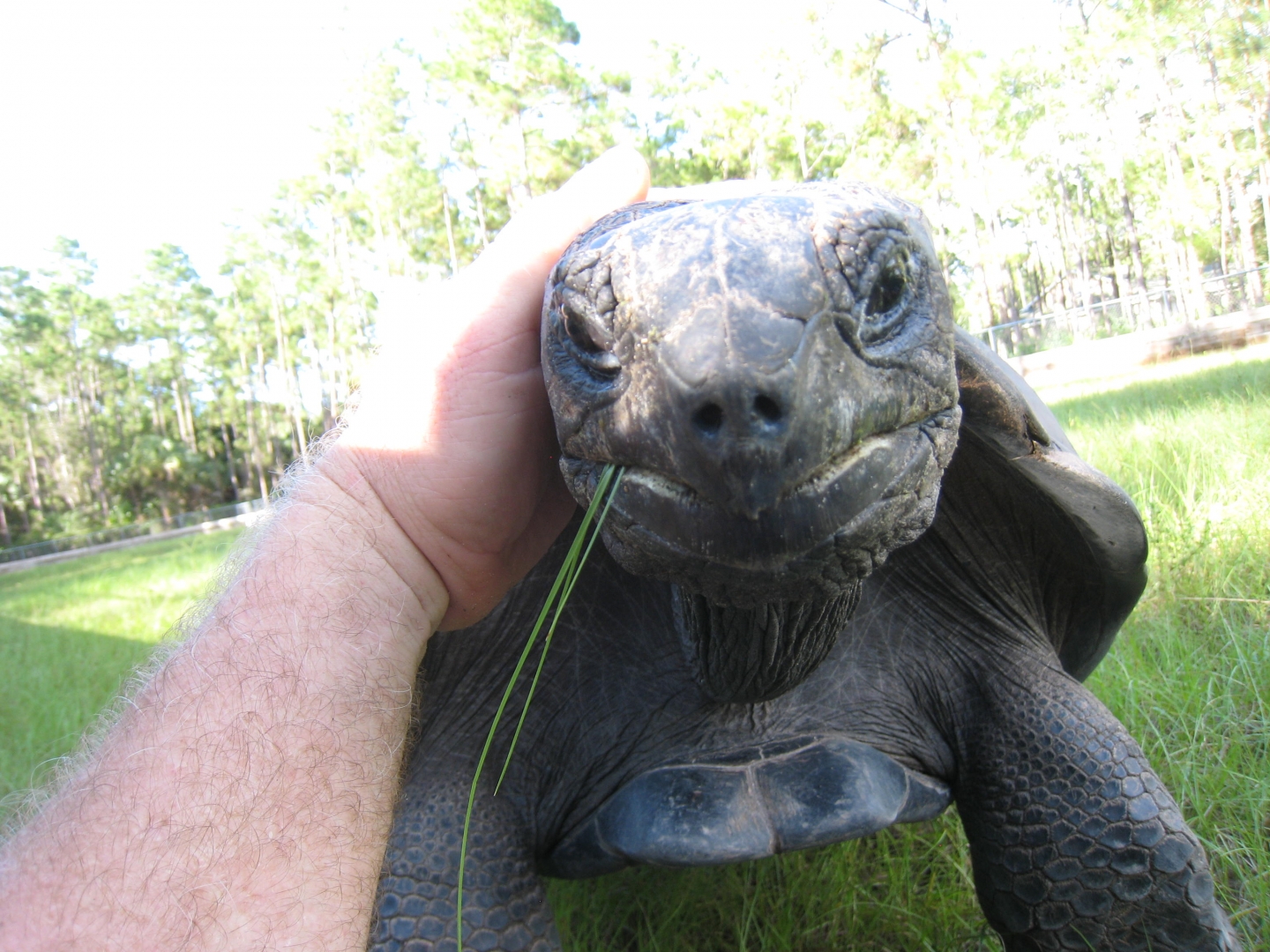 ALDABRA BREEDER