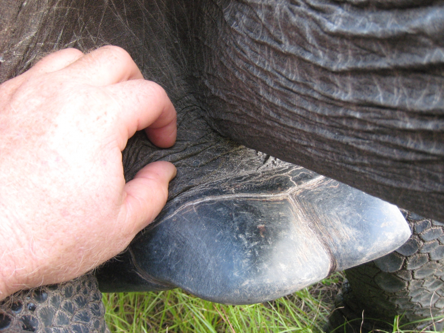 ALDABRA BREEDER