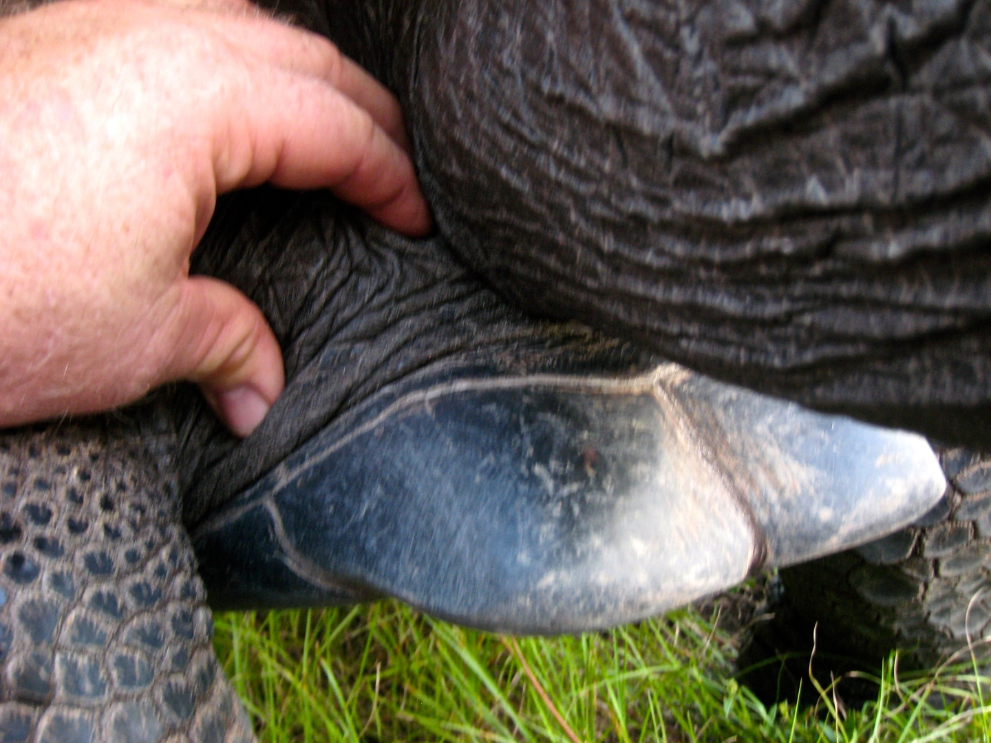 ALDABRA BREEDER