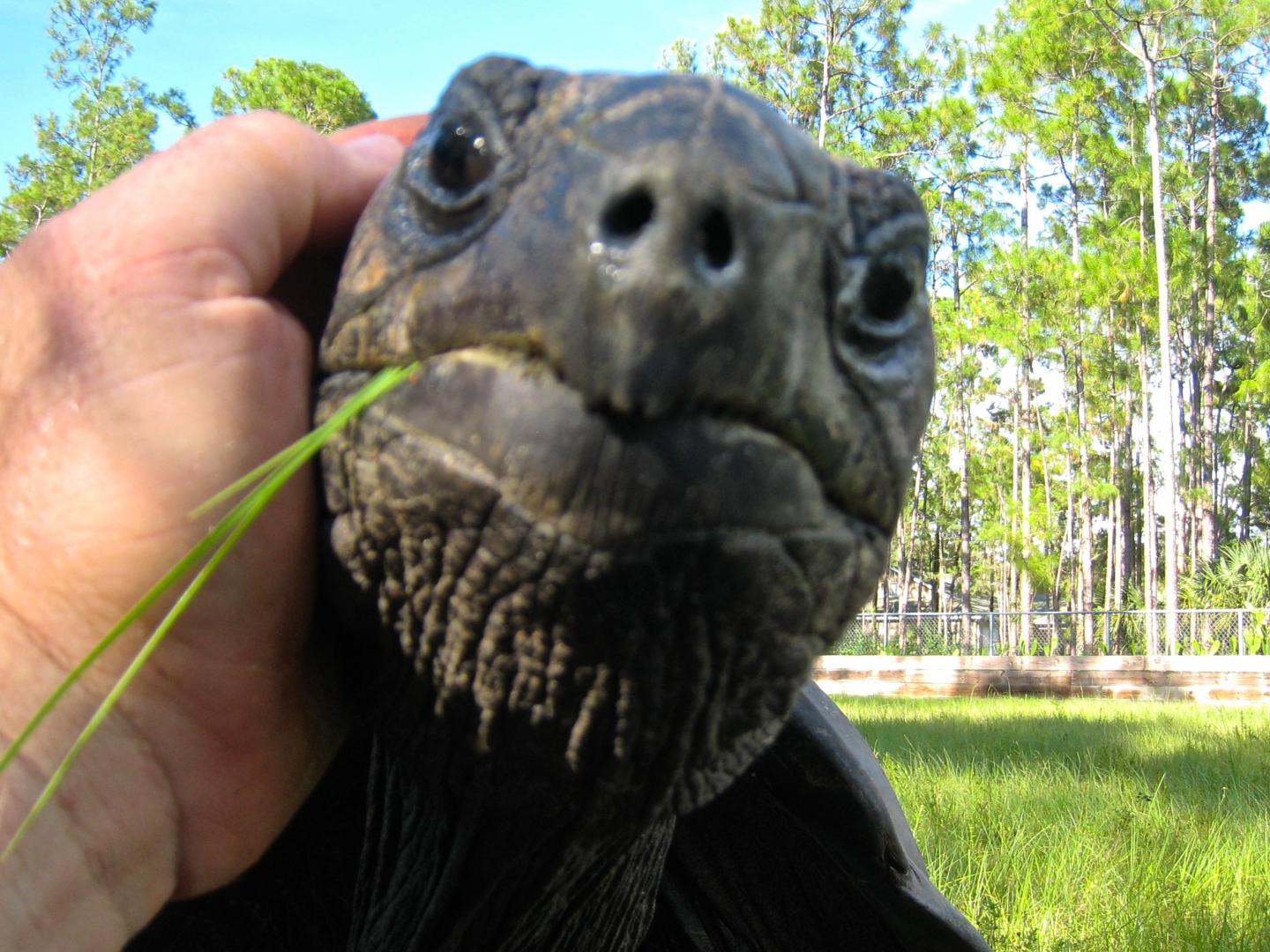 ALDABRA BREEDER