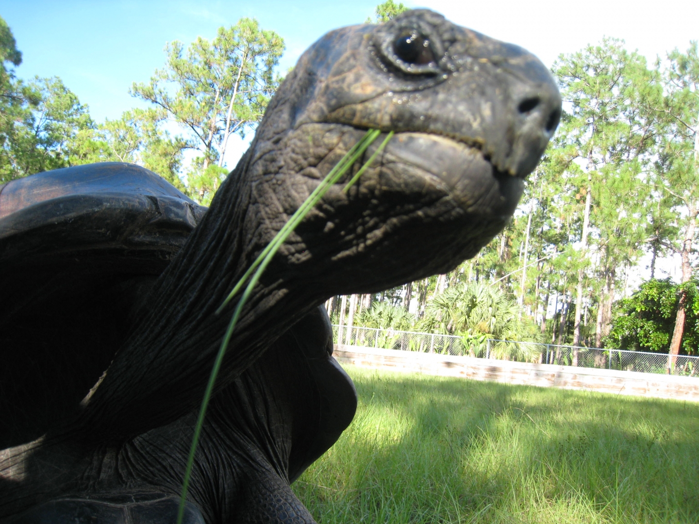 ALDABRA BREEDER