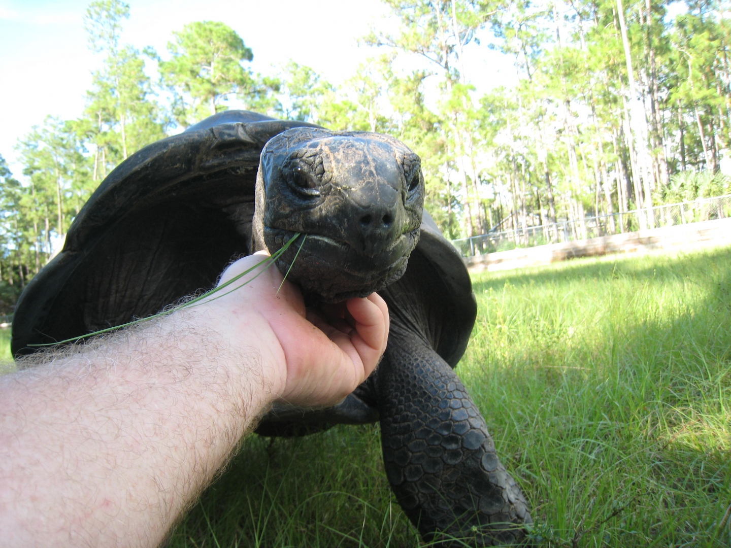 ALDABRA BREEDER