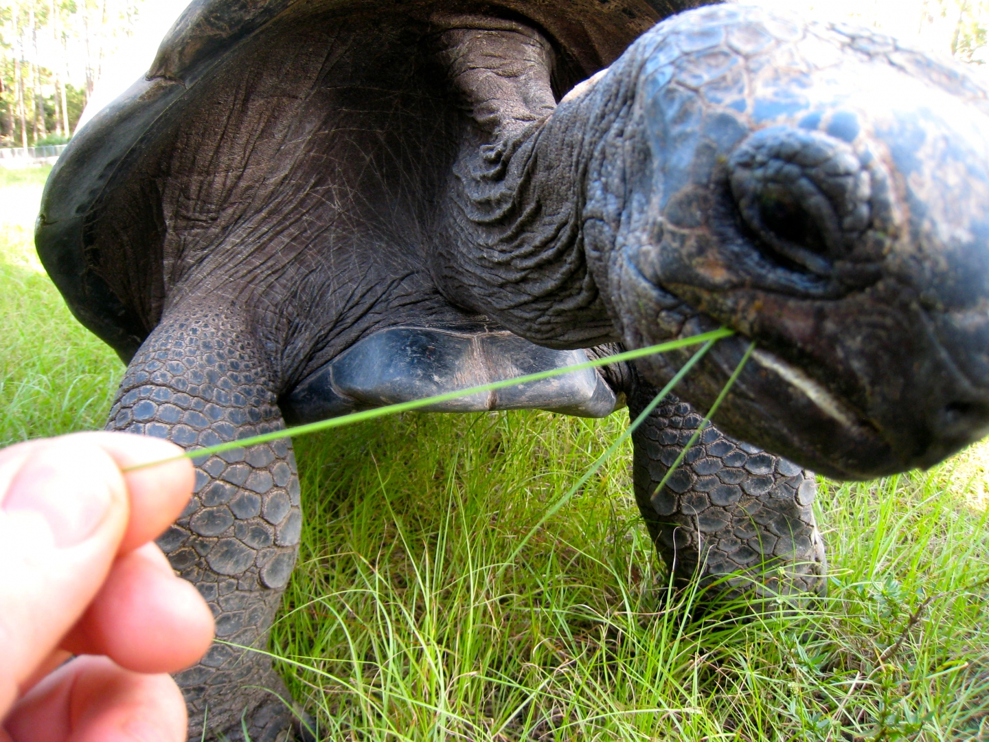 ALDABRA BREEDER