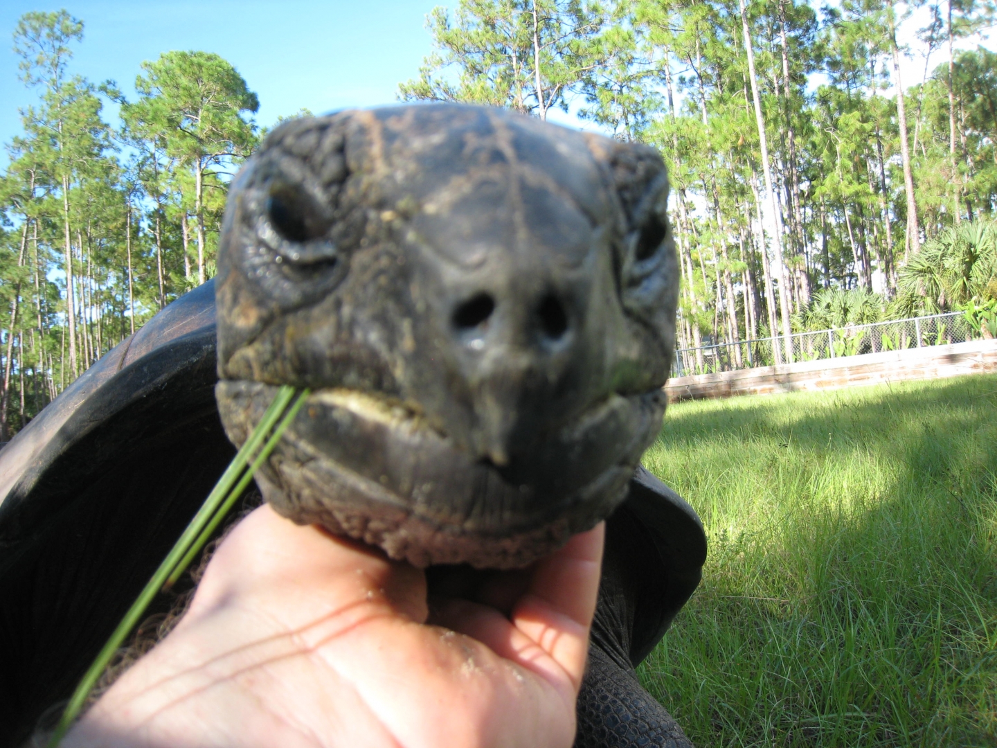ALDABRA BREEDER