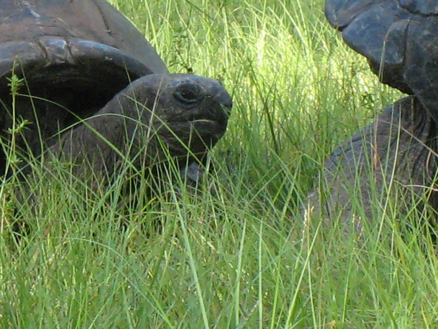 ALDABRA BREEDER