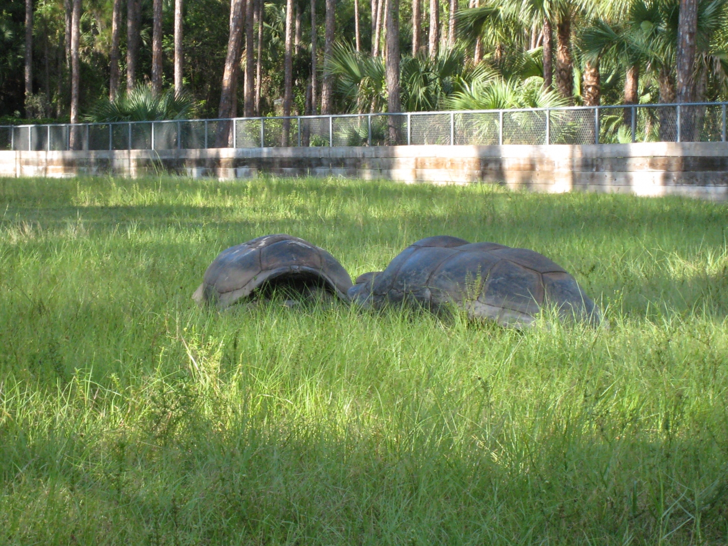 ALDABRA BREEDER