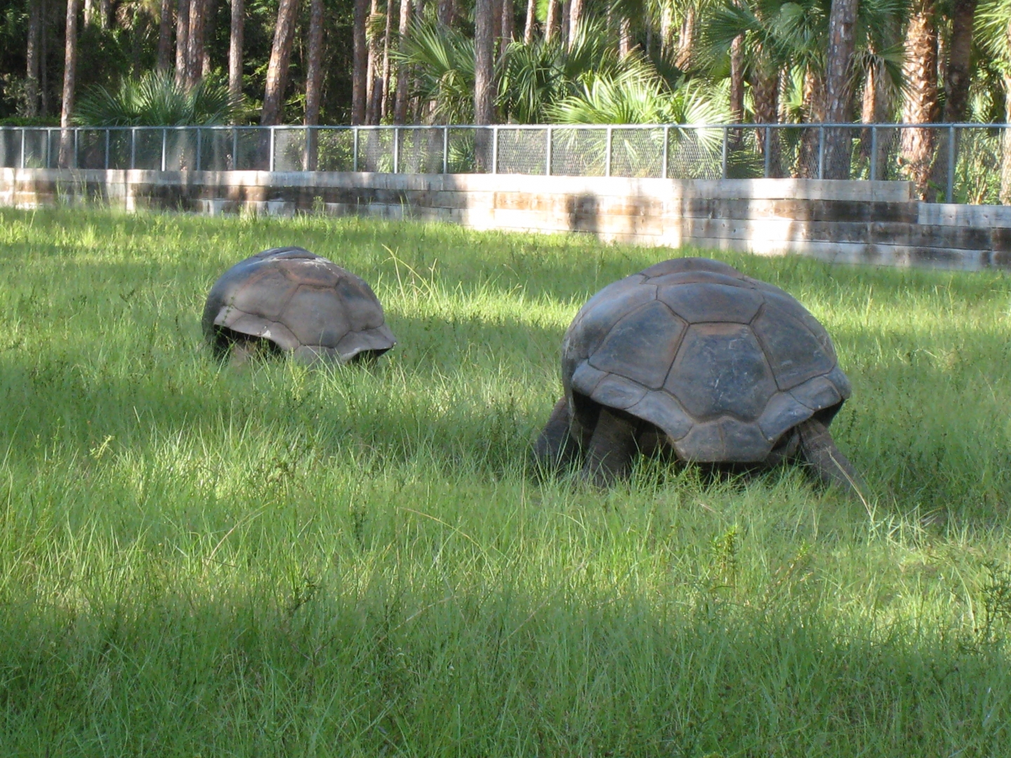 ALDABRA BREEDER