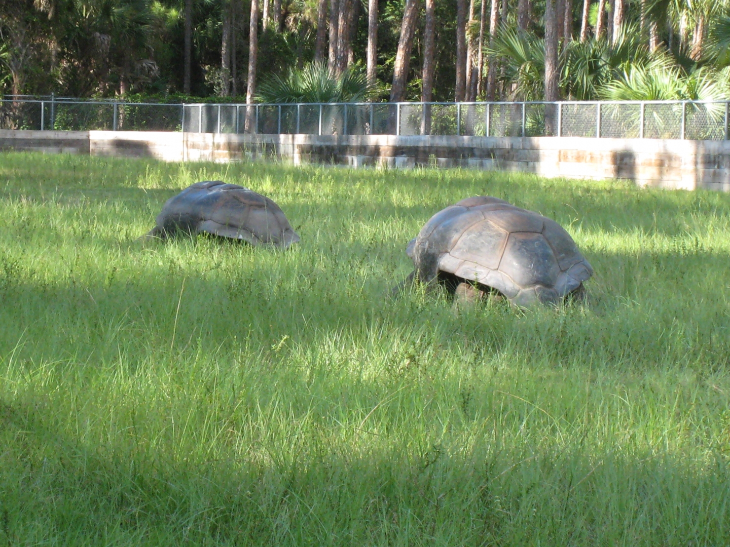 ALDABRA BREEDER