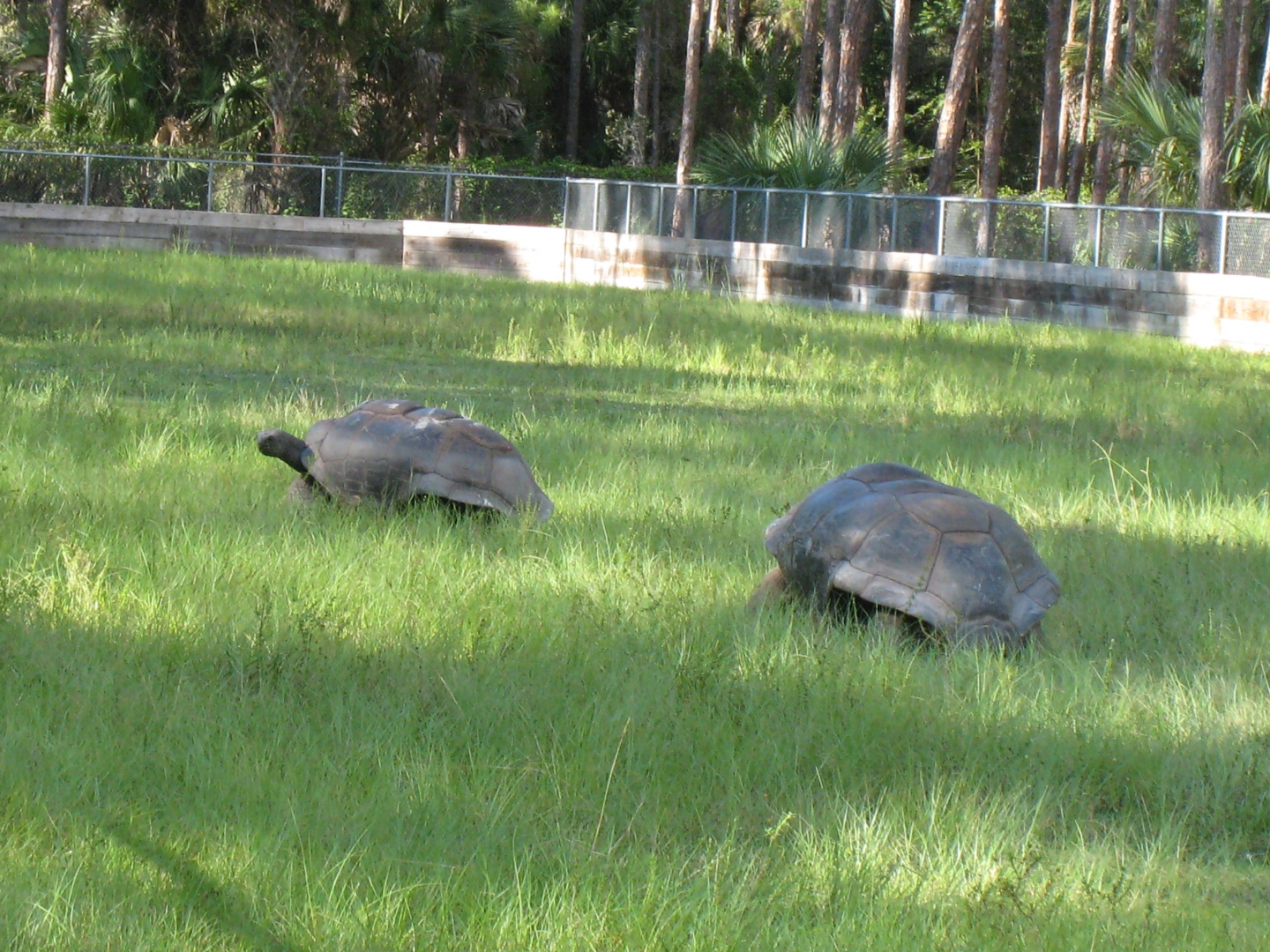 ALDABRA BREEDER