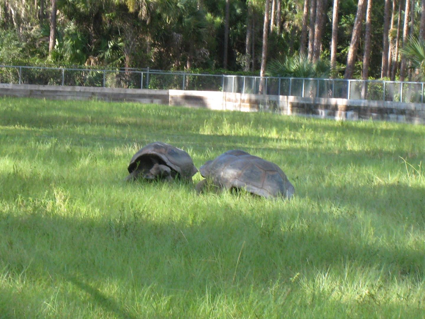 ALDABRA BREEDER