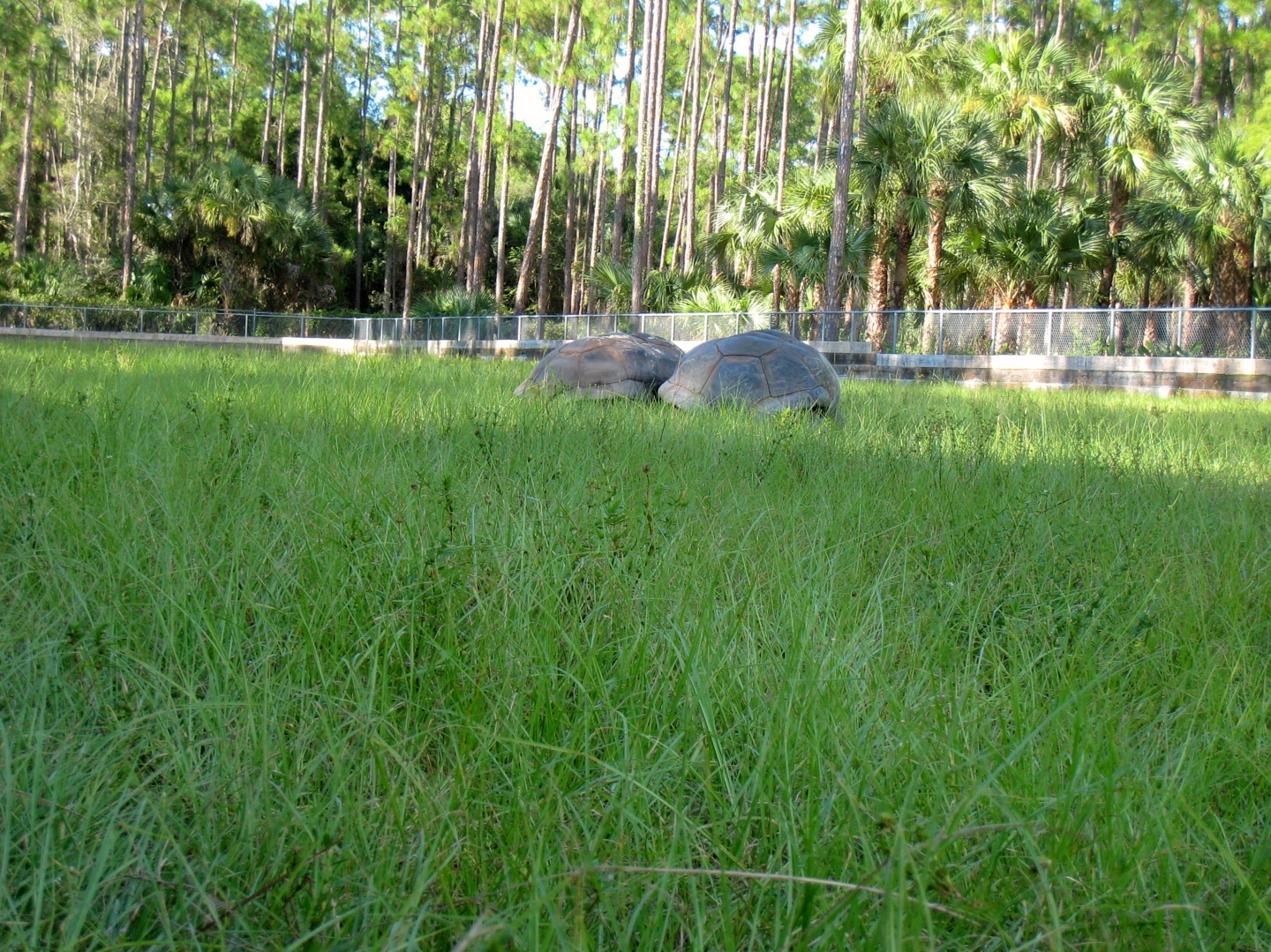 ALDABRA BREEDER