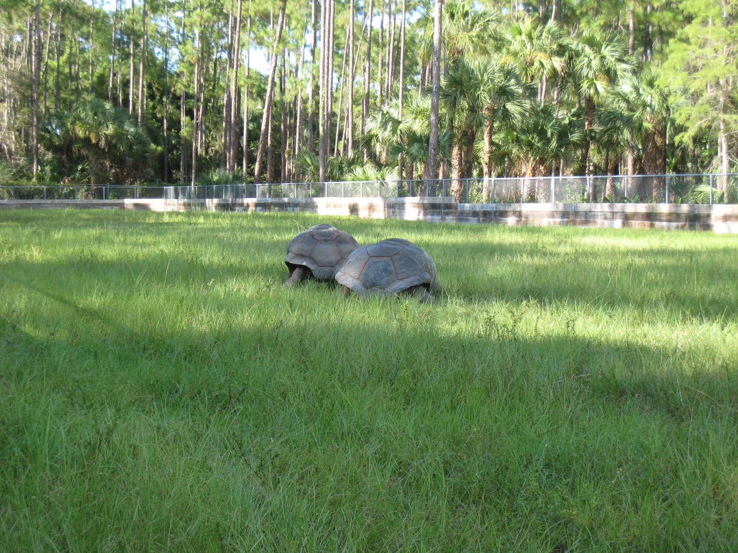 ALDABRA BREEDER