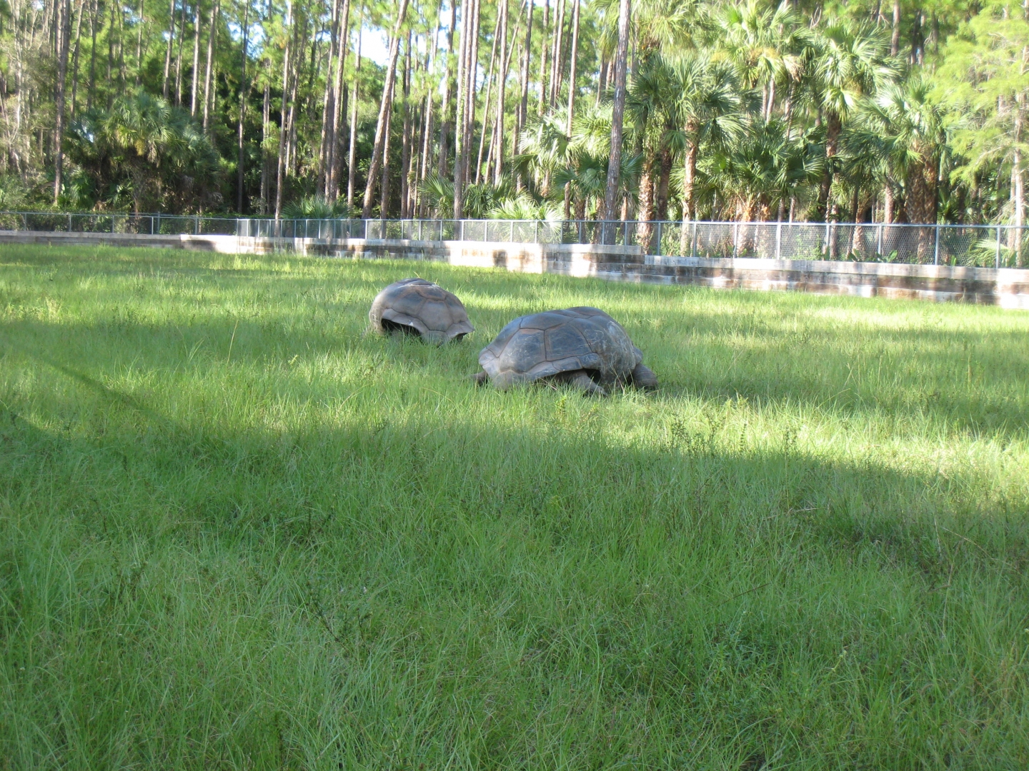 ALDABRA BREEDER
