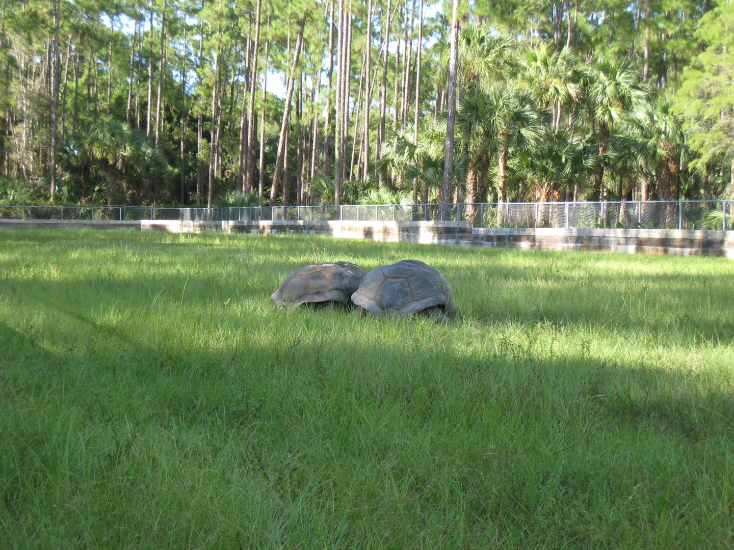ALDABRA BREEDER