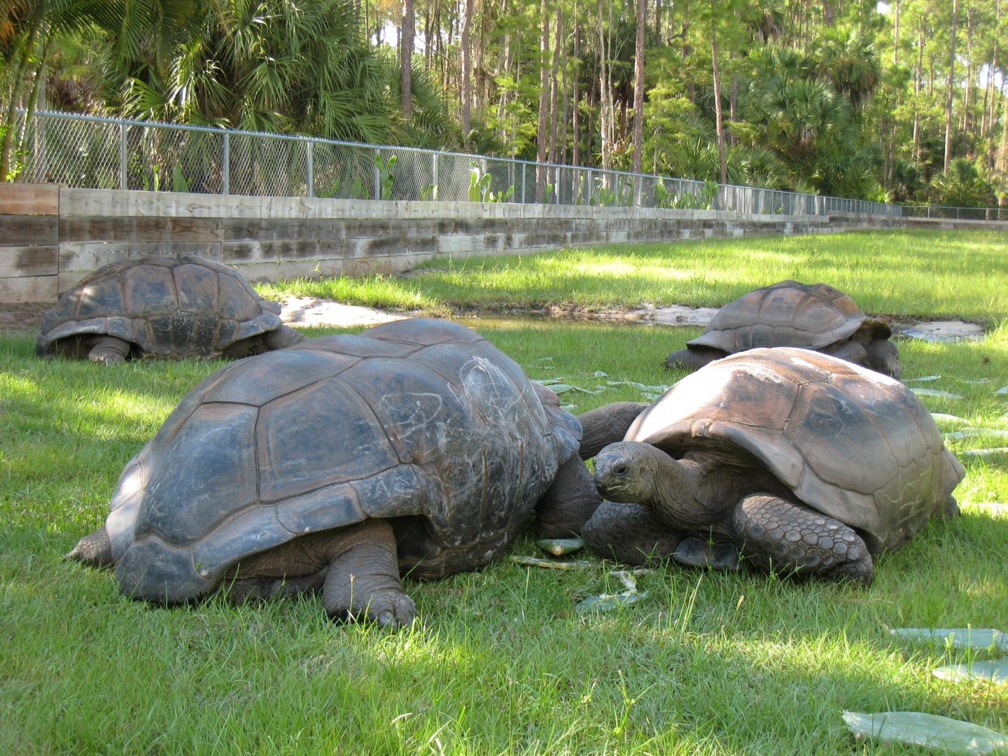 ALDABRA BREEDER