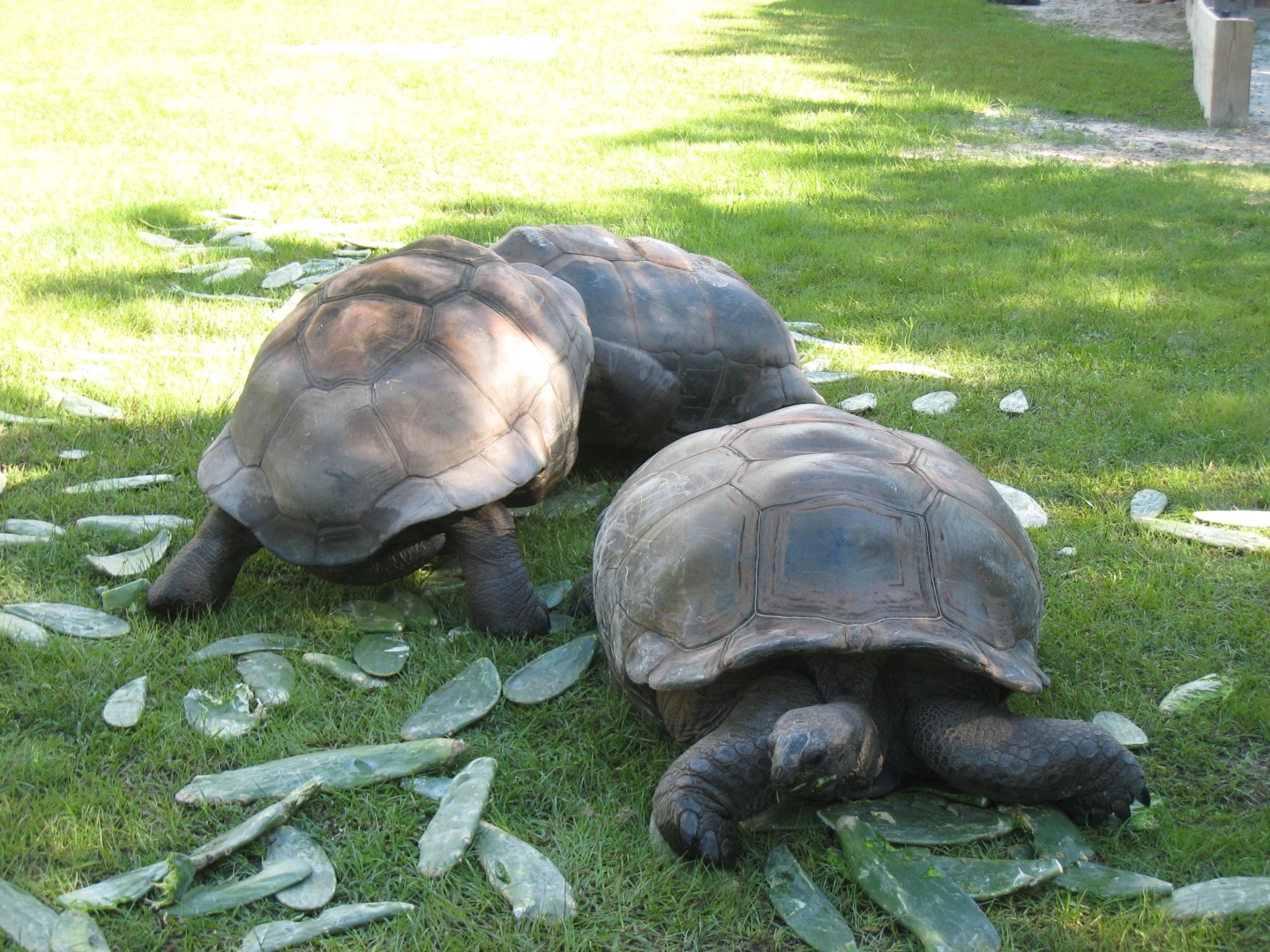 ALDABRA BREEDER