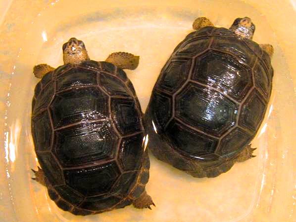 ALDABRA BREEDER