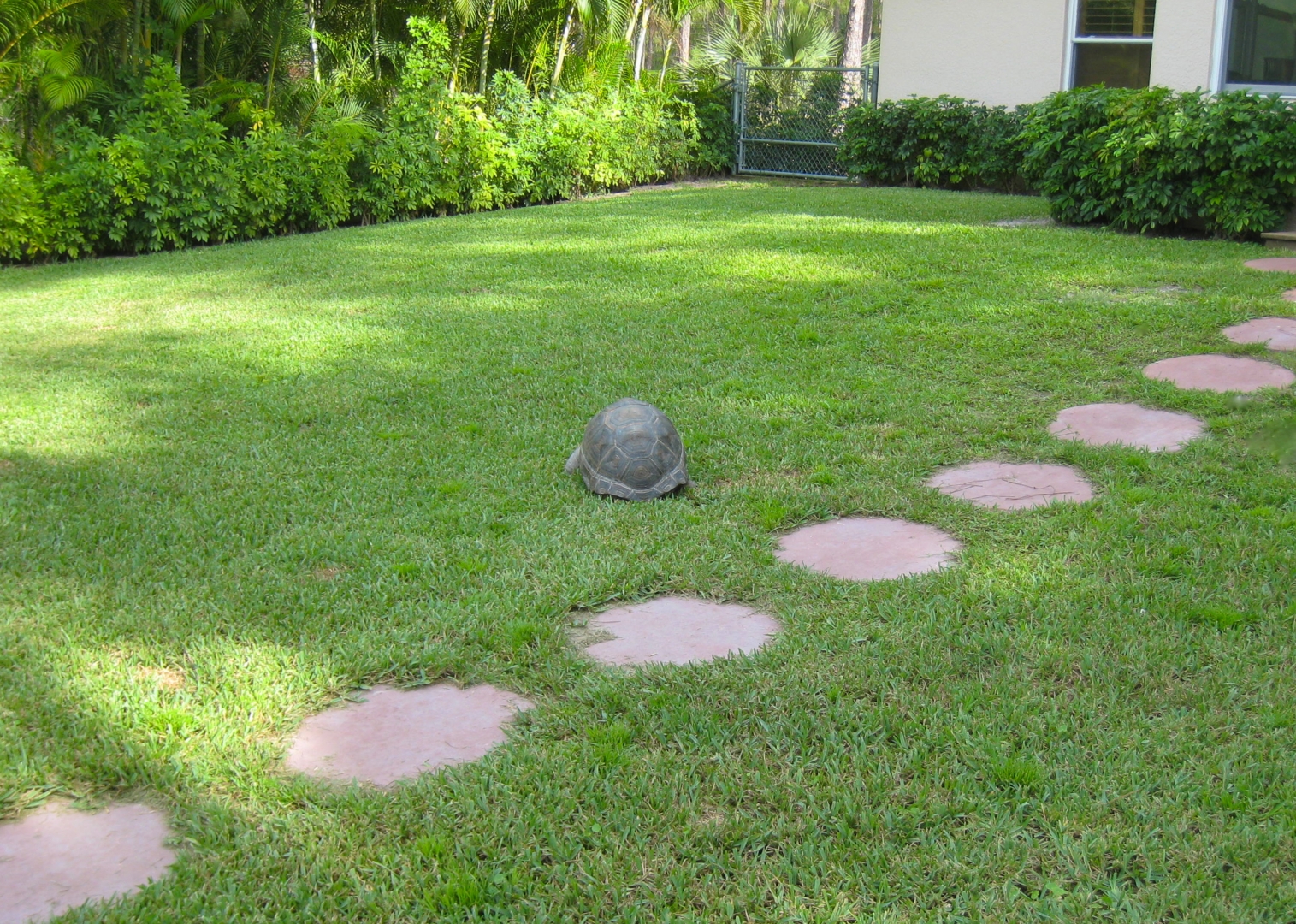 ALDABRA BREEDER