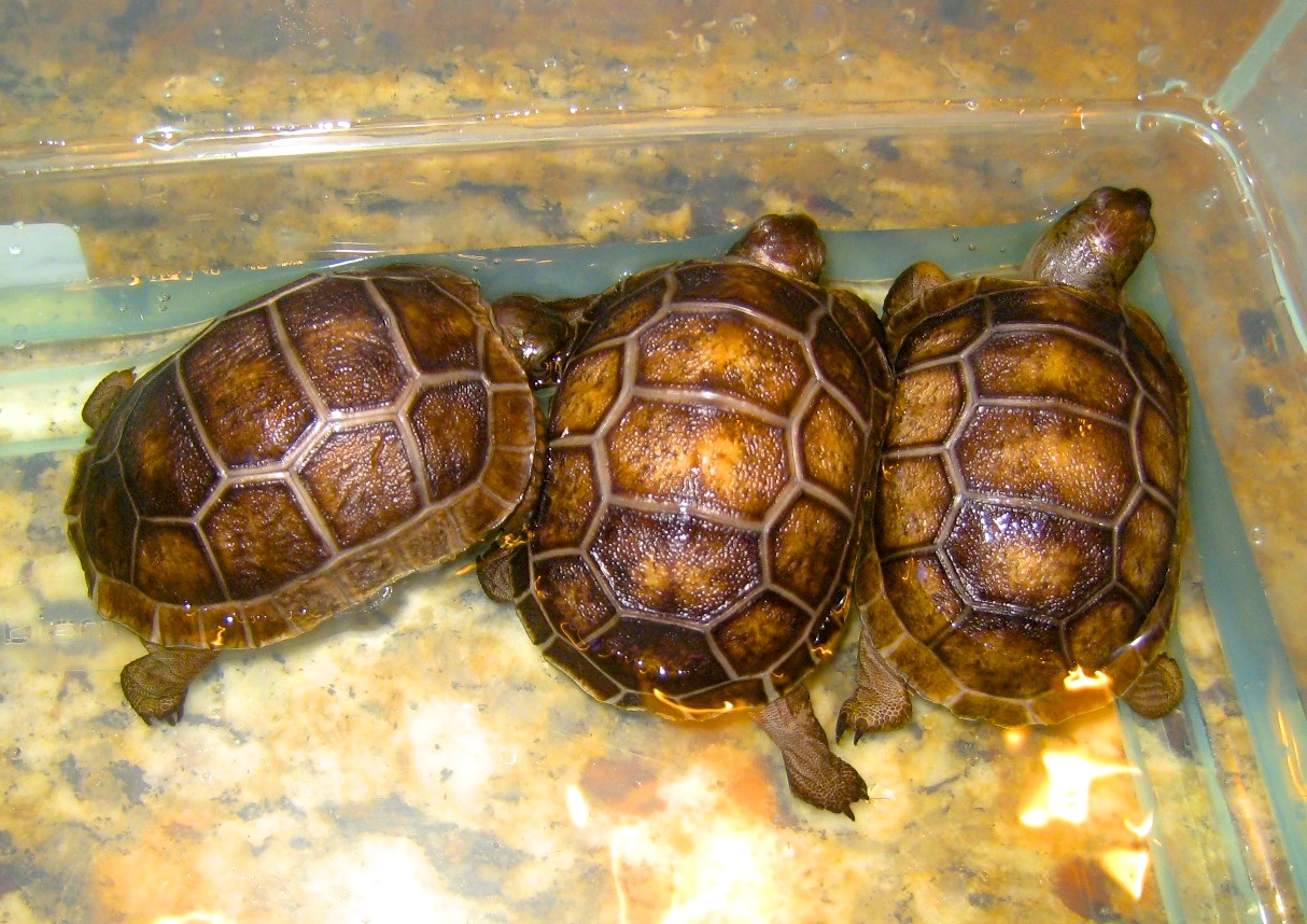 ALDABRA BREEDER