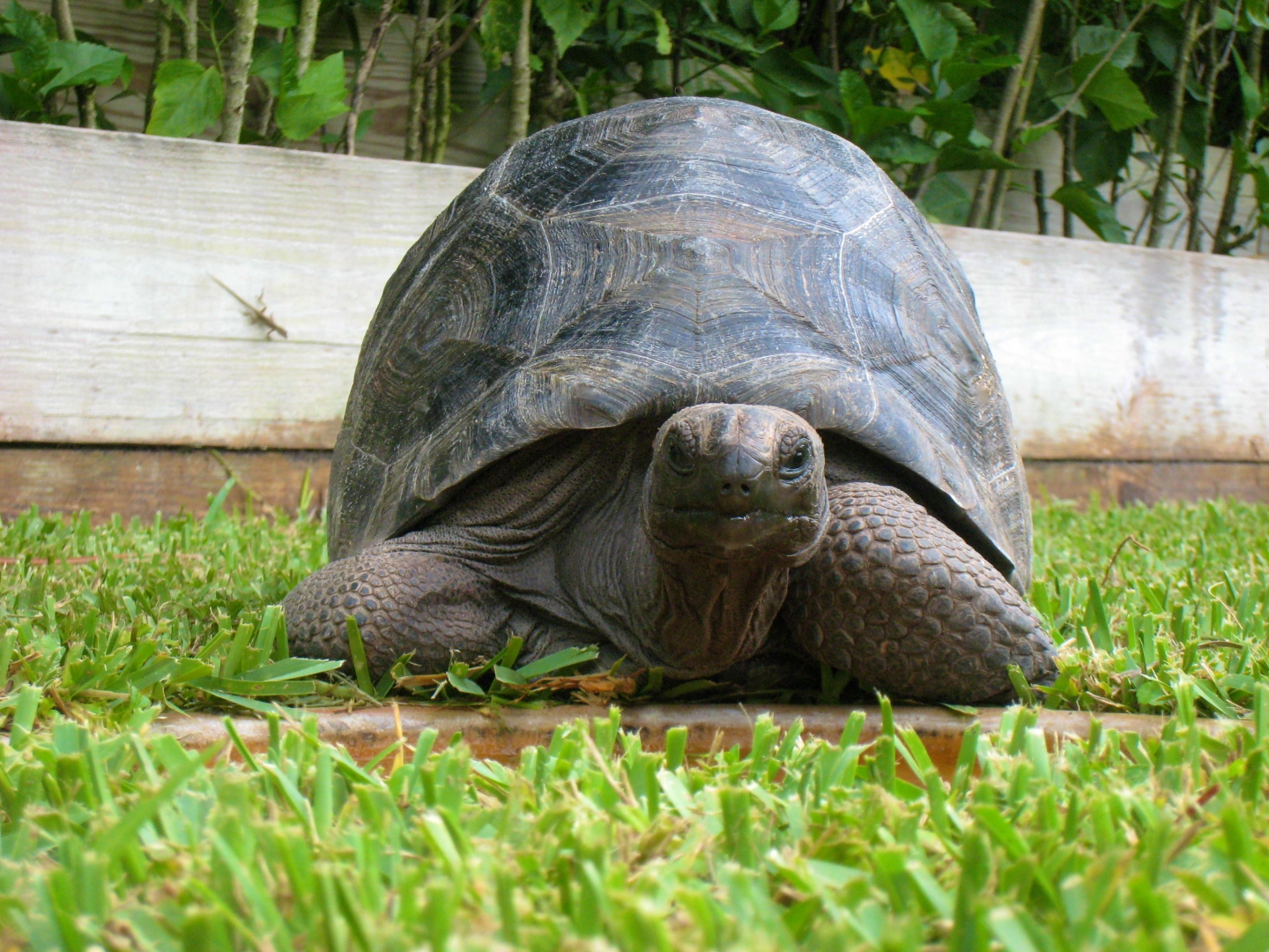 ALDABRA BREEDER
