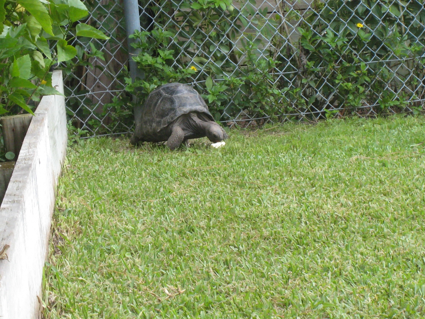 ALDABRA BREEDER