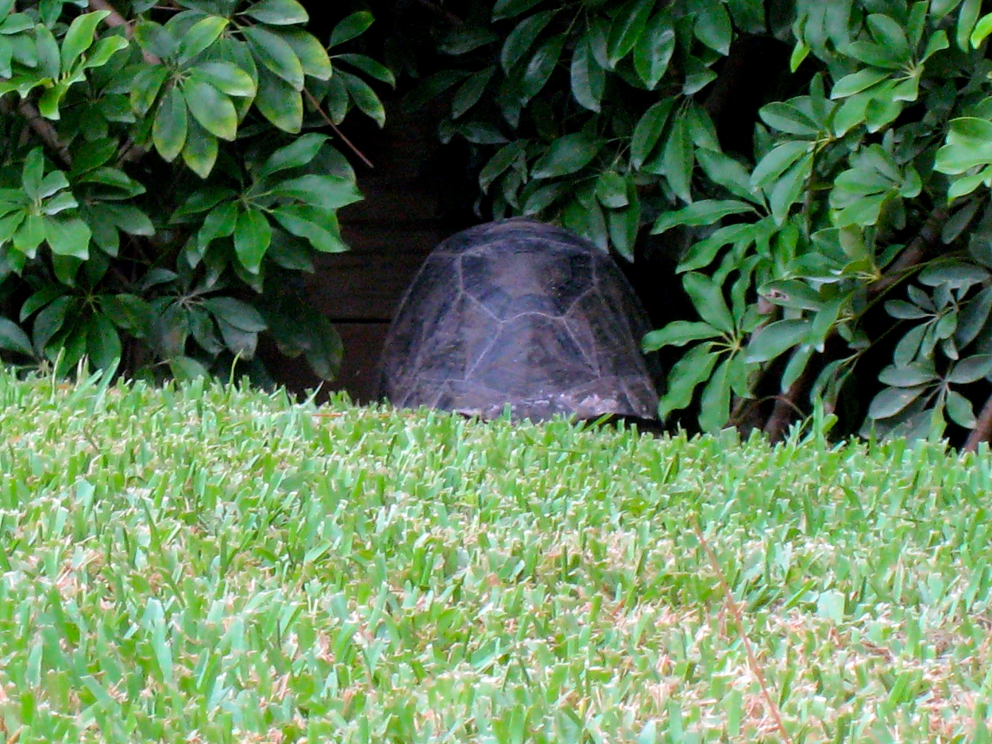 ALDABRA BREEDER
