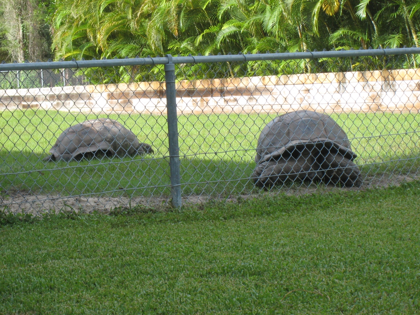 ALDABRA BREEDER