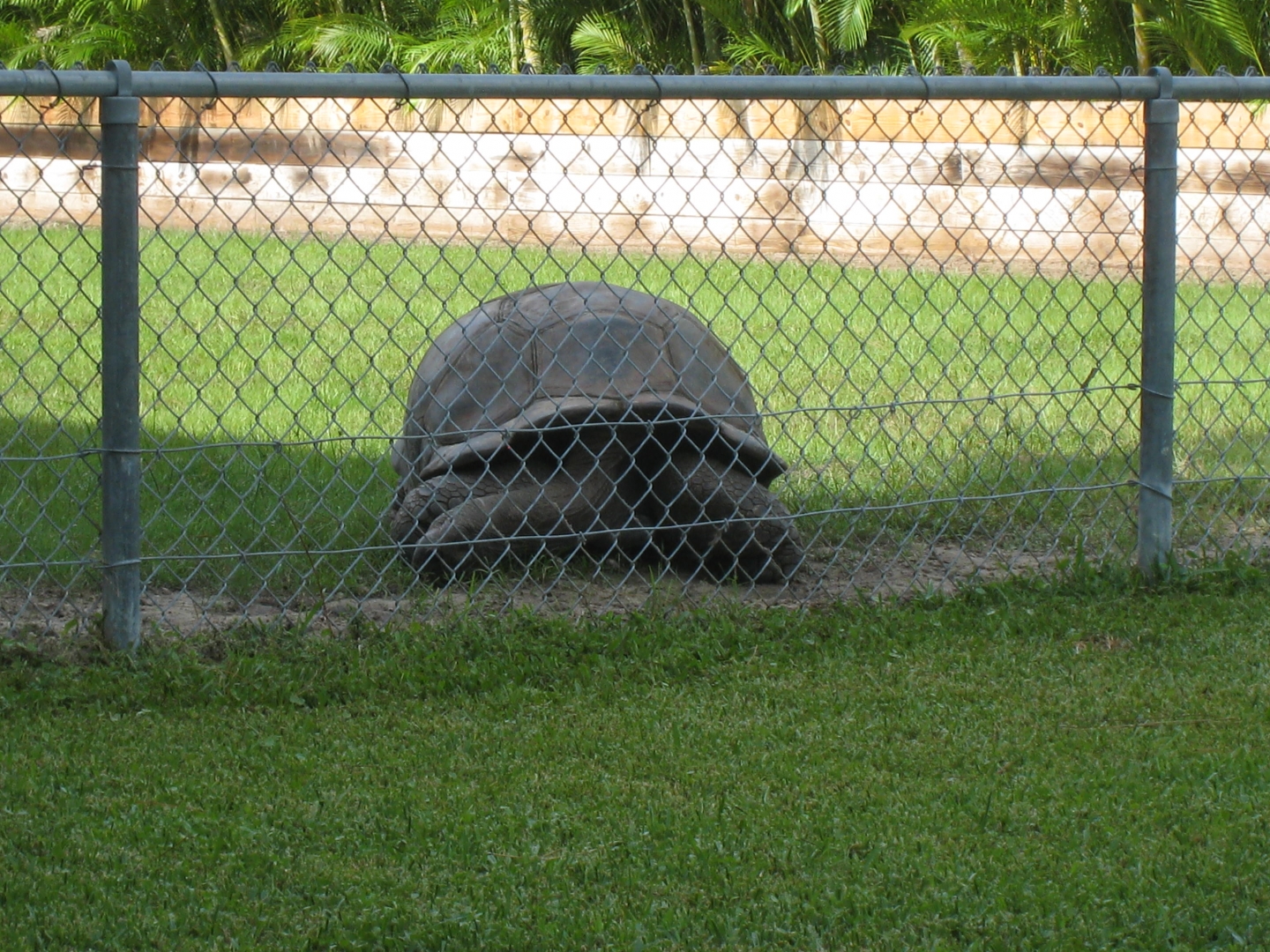 ALDABRA BREEDER