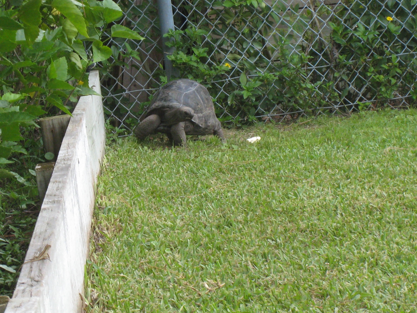 ALDABRA BREEDER