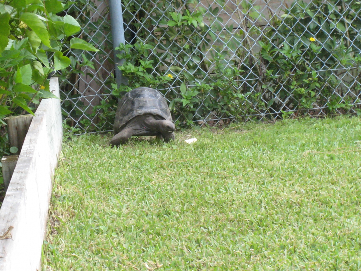ALDABRA BREEDER