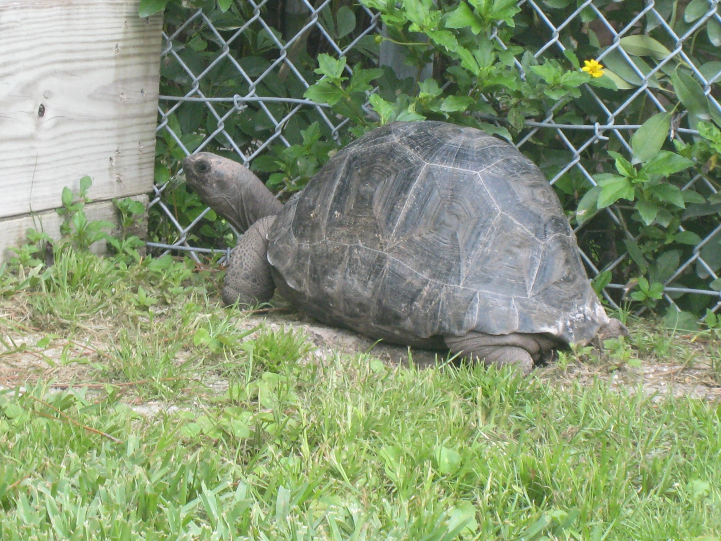 ALDABRA BREEDER