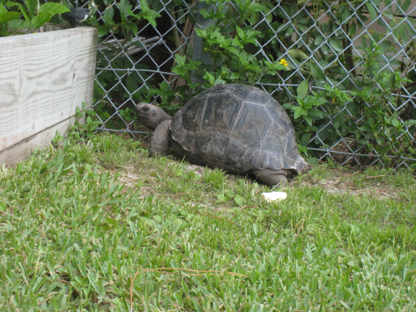 ALDABRA BREEDER