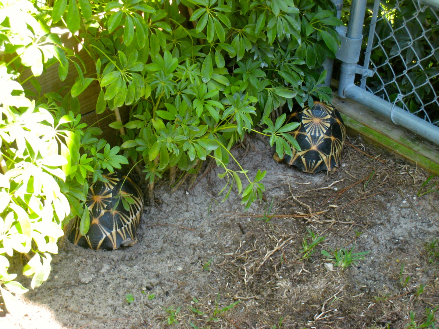 ALDABRA BREEDER