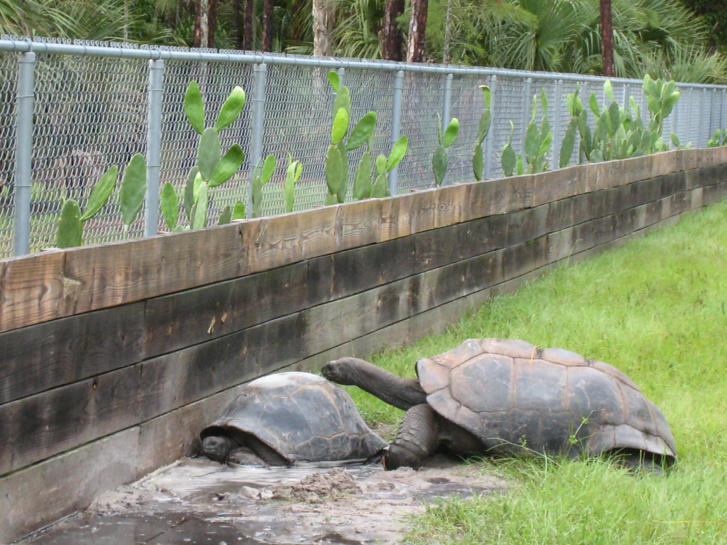 ALDABRA BREEDER
