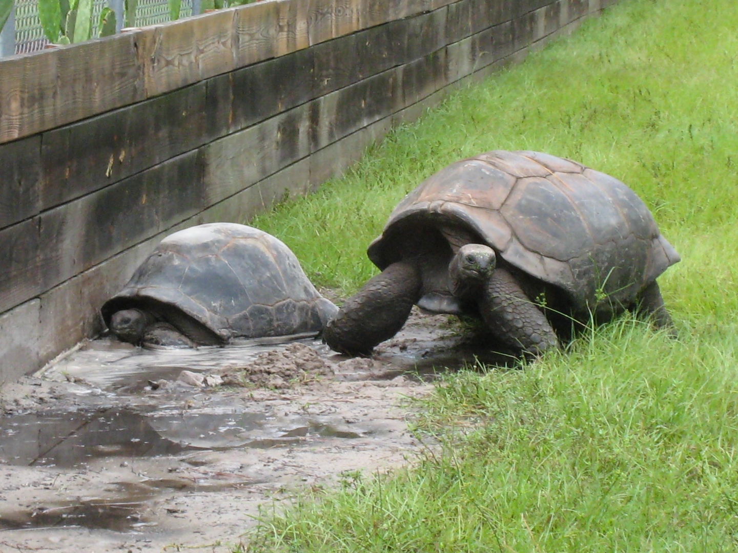 ALDABRA BREEDER