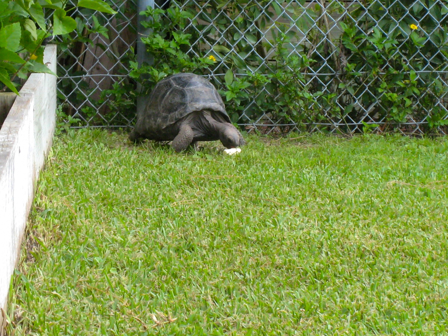 ALDABRA BREEDER