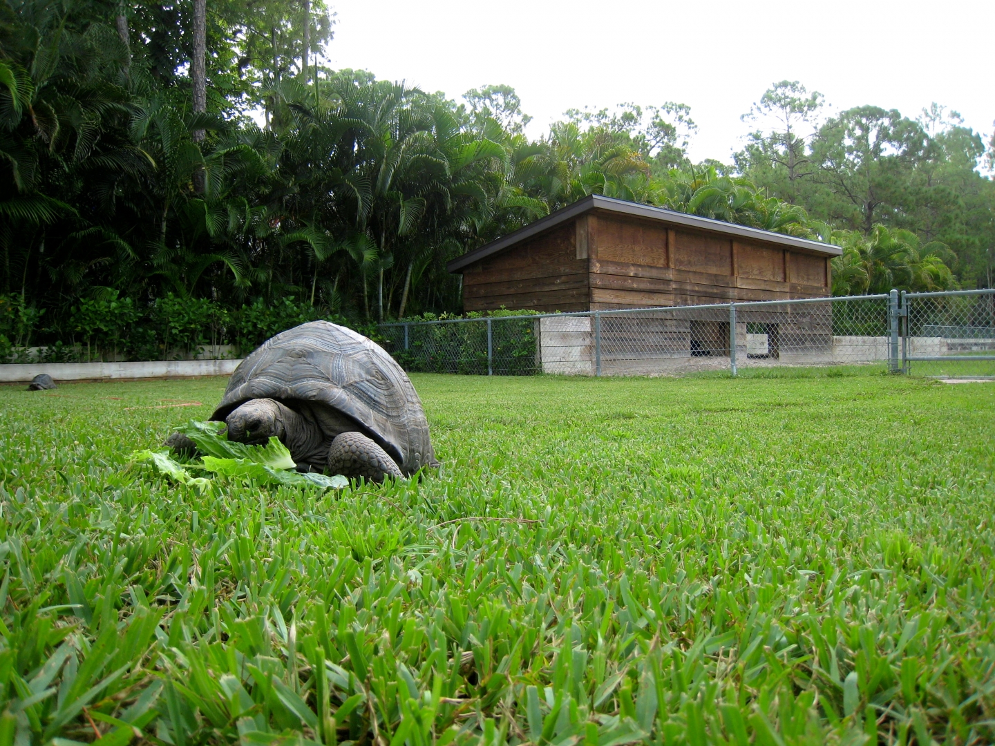 ALDABRA BREEDER