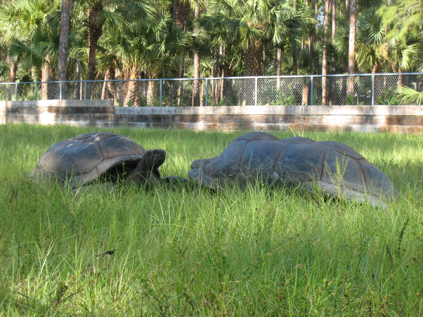 ALDABRA BREEDER