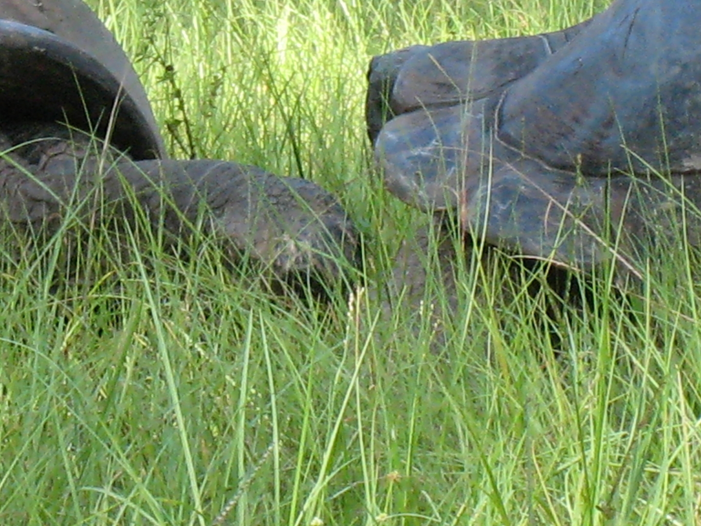 ALDABRA BREEDER
