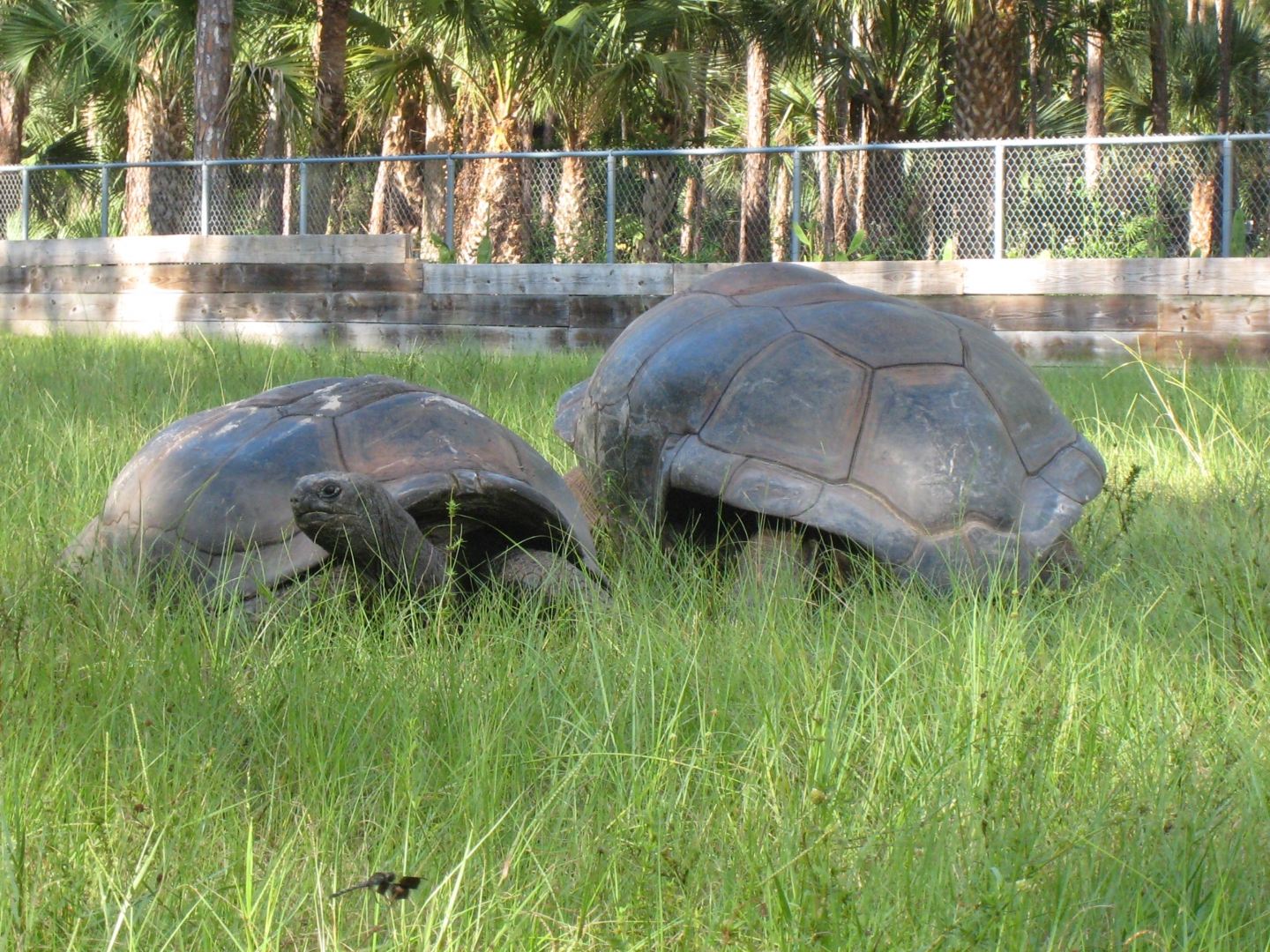 ALDABRA BREEDER