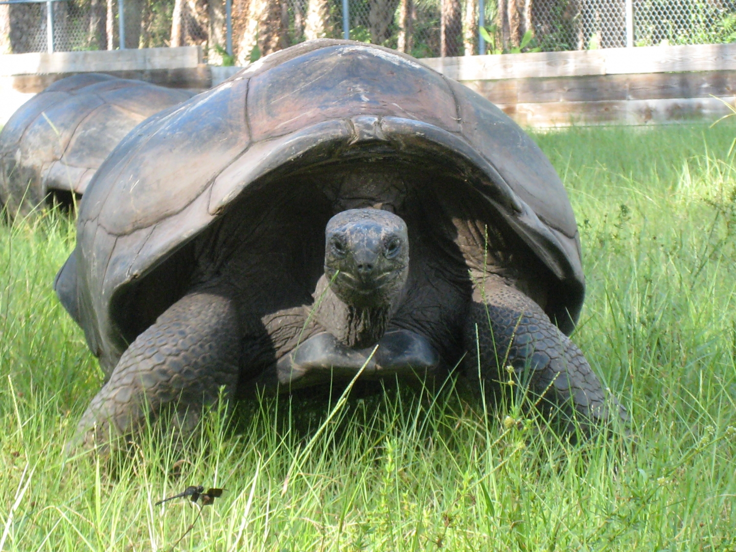 ALDABRA BREEDER