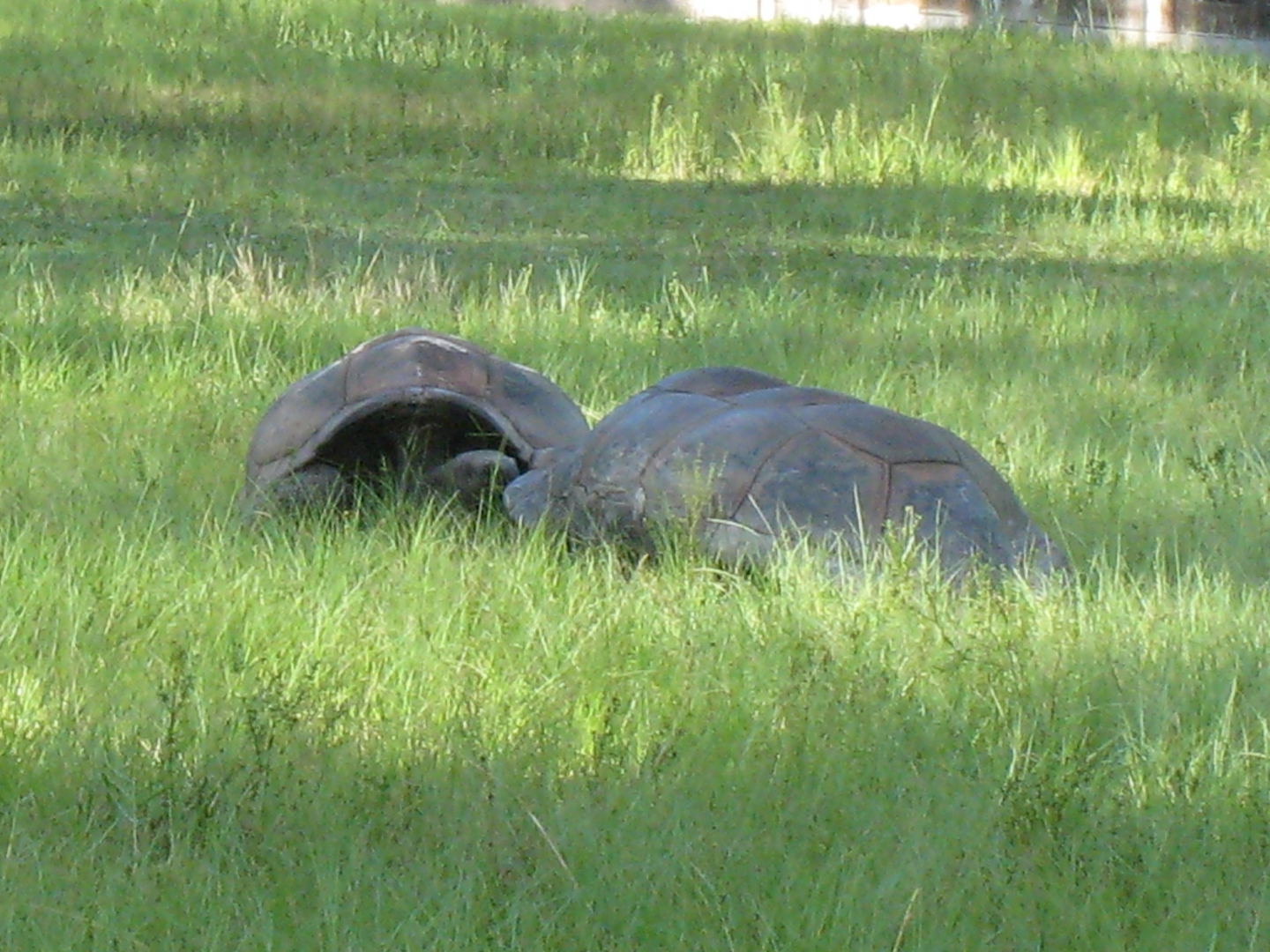 ALDABRA BREEDER