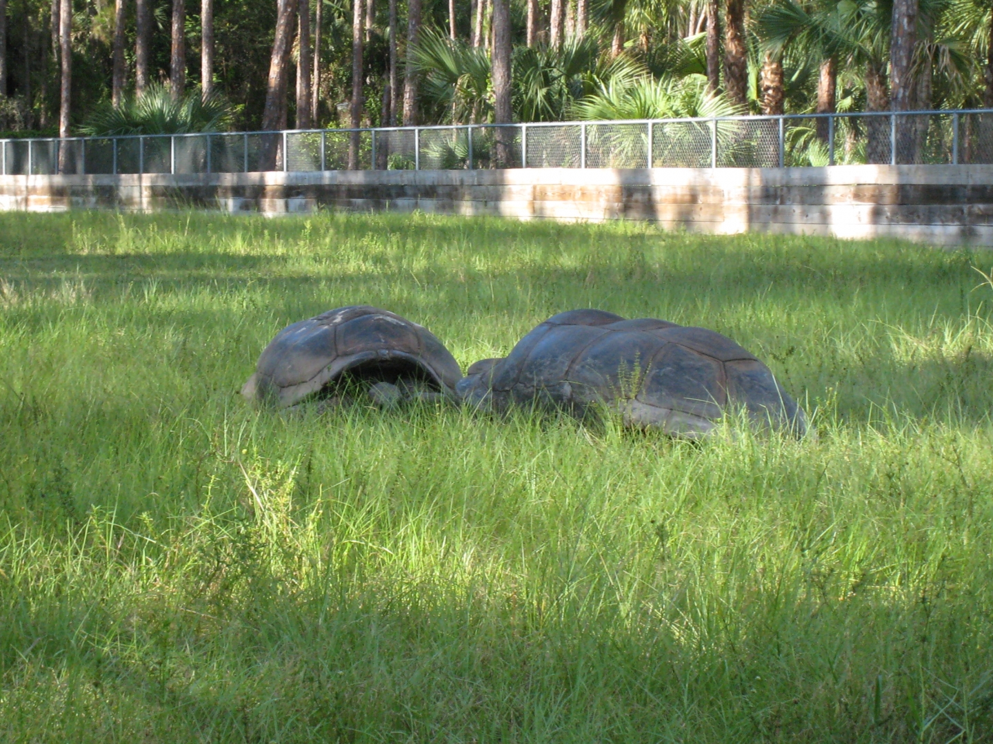 ALDABRA BREEDER