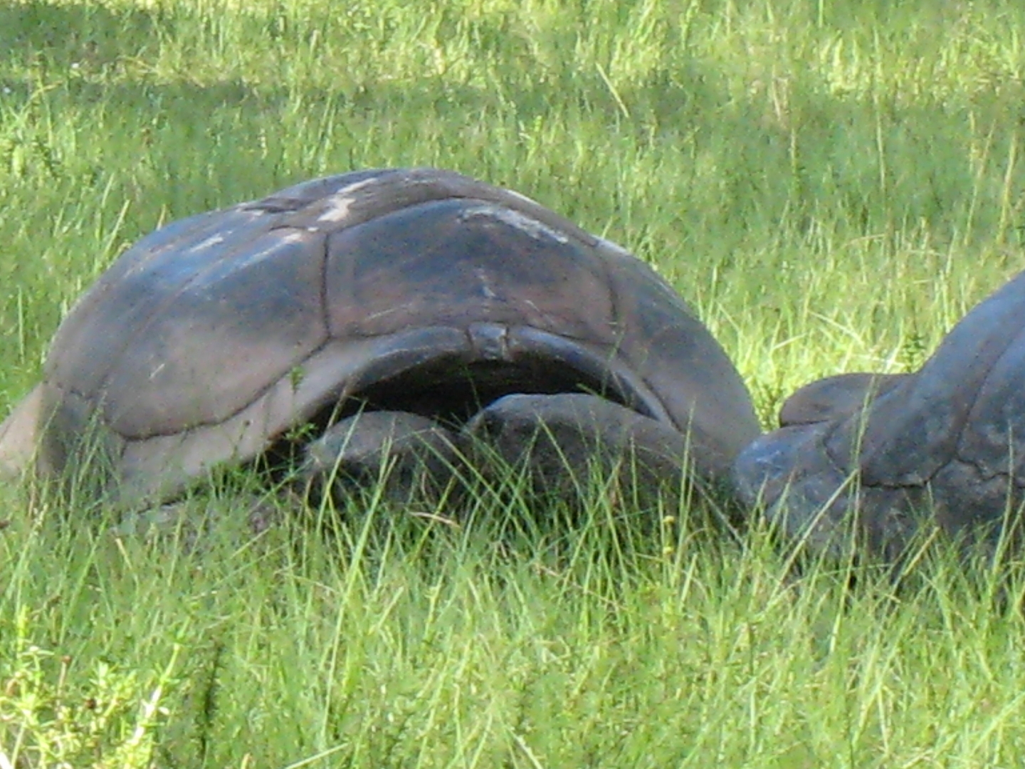 ALDABRA BREEDER