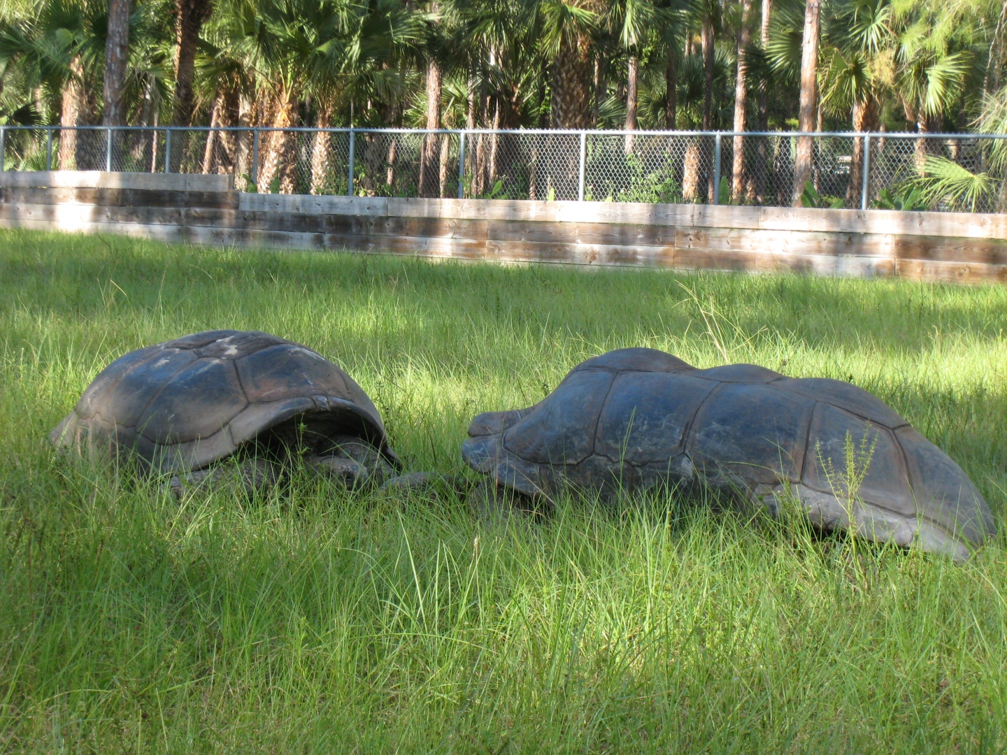 ALDABRA BREEDER