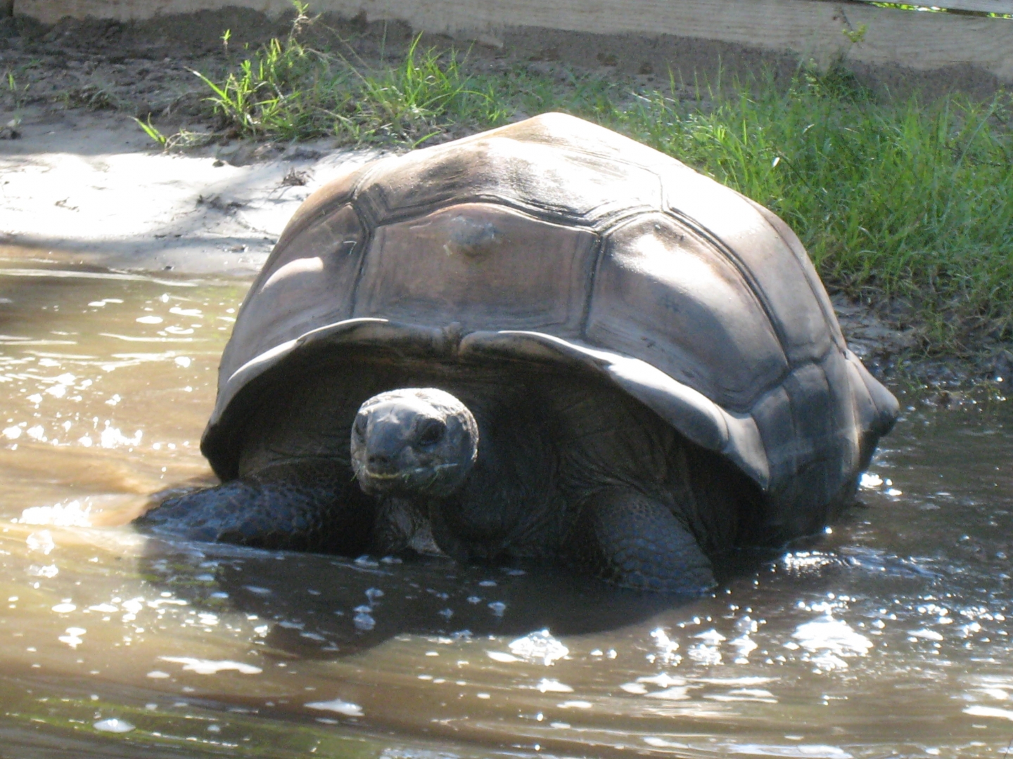 ALDABRA BREEDER