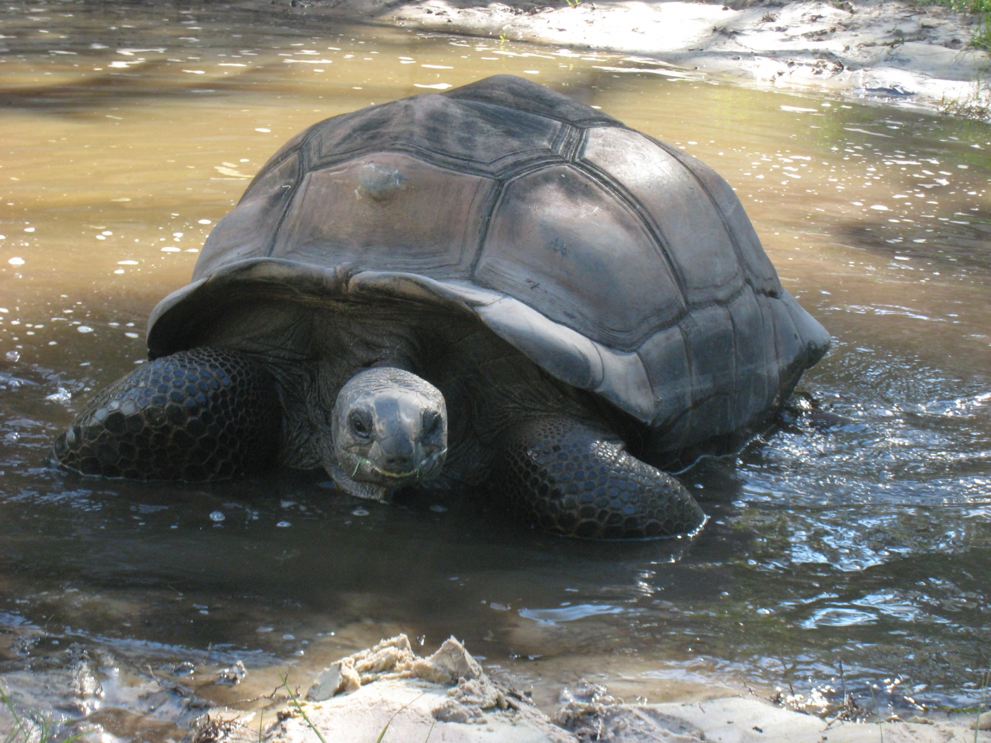 ALDABRA BREEDER