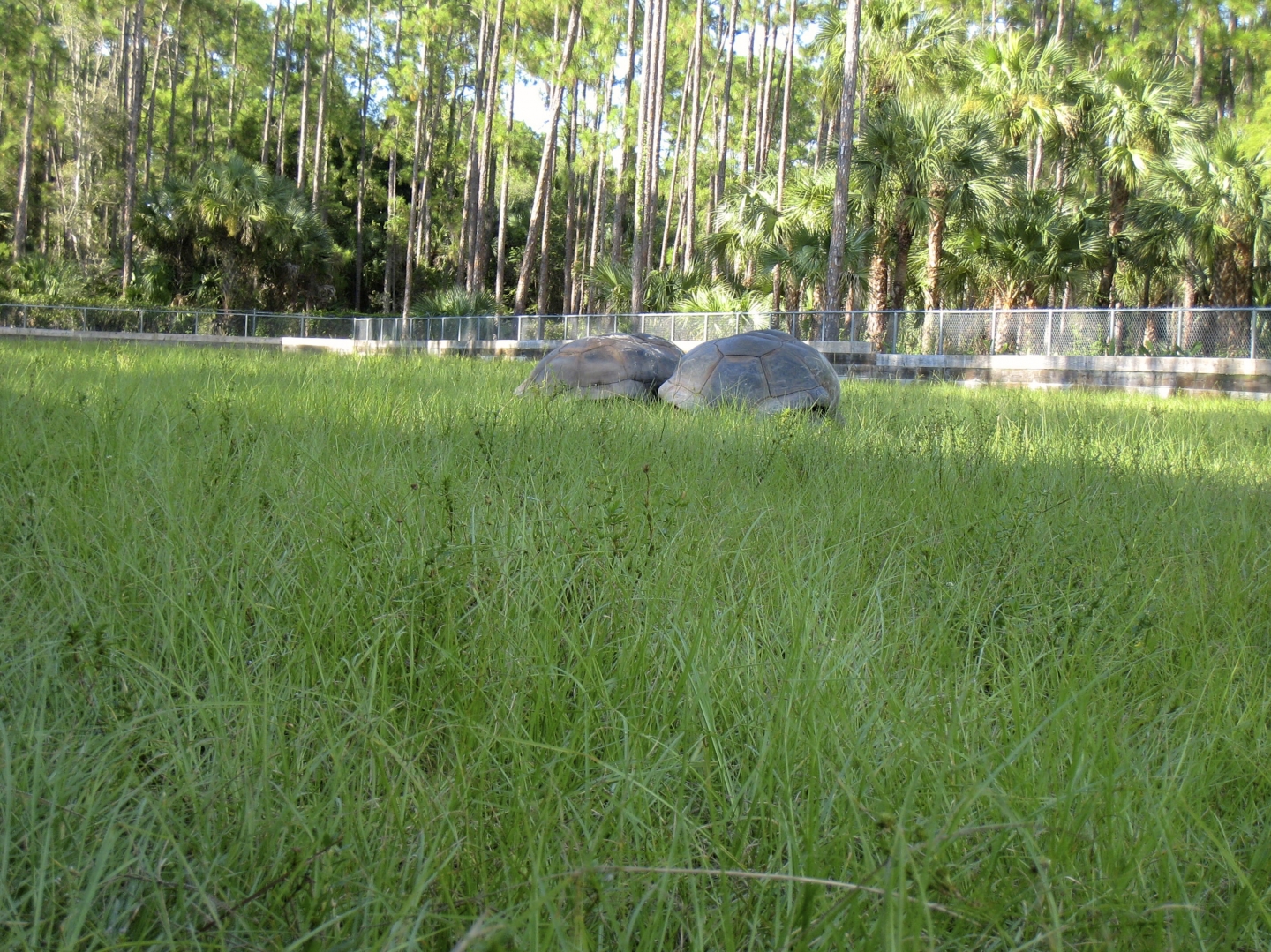 ALDABRA BREEDER