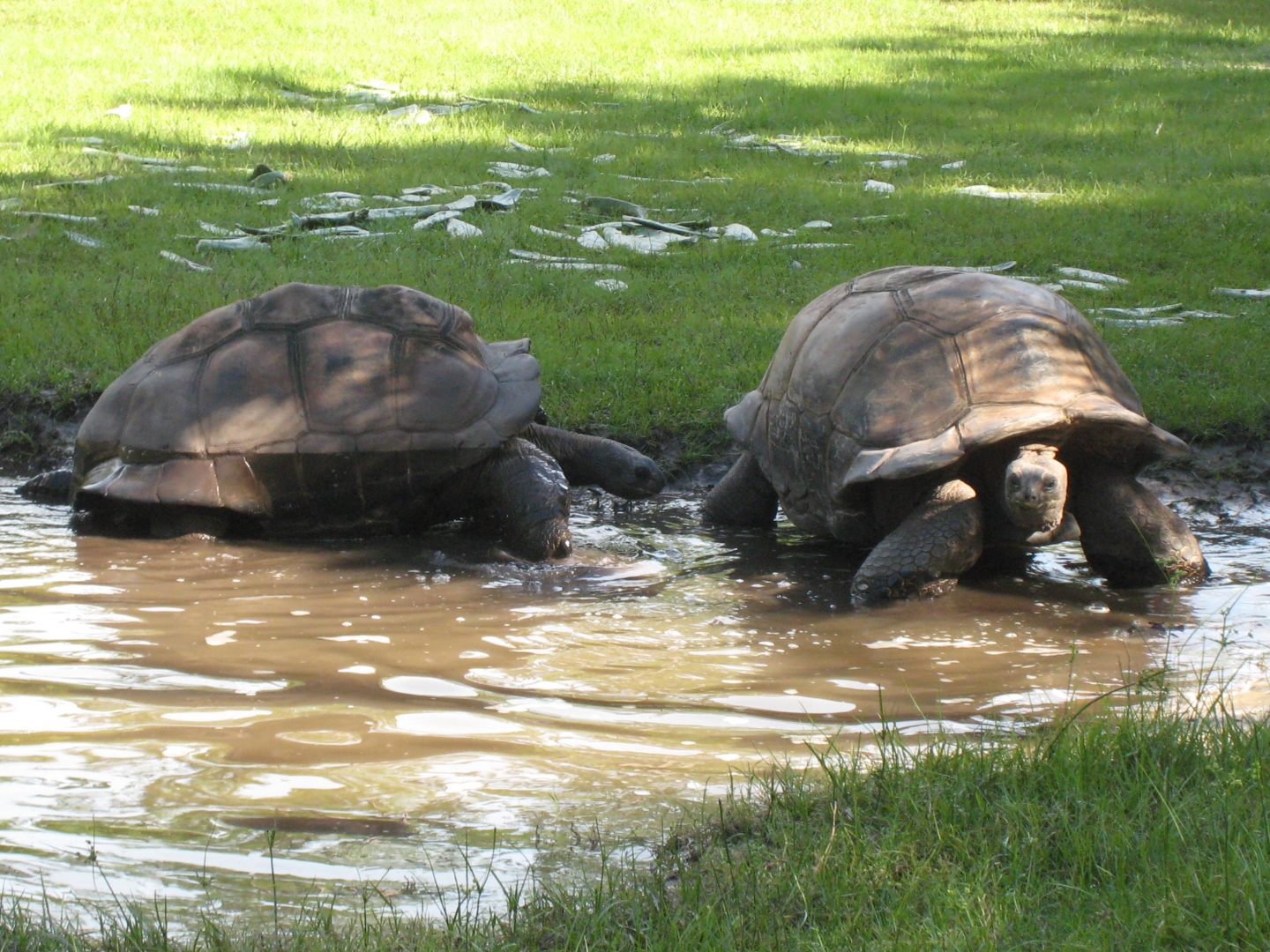 ALDABRA BREEDER